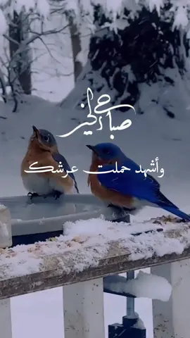 اللهم اني اصبحت اشهدك🤍#صباحكم_معطر_بذكر_الله 🫀