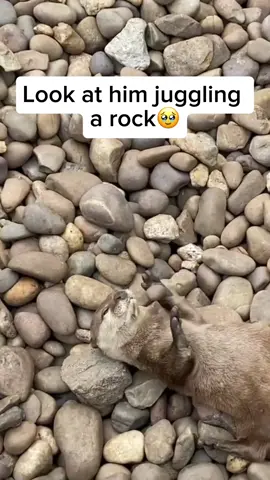 mammals known for their charming habit of juggling rocks. This behavior serves a practical purpose, as they use the rocks to crack open shellfish, a favorite part of their diet. Otters exhibit remarkable coordination as they toss, catch, and manipulate the stones. Often seen in family groups, otters pass on this skill to their young through playful interactions. Video by @rosierockets Feel free to explore the gallery of this page. #wildlife #wildanimals #nature #naturelover #animals #cuteanimals #animallover #otter #cuteotter #babyotter #juggling #otterjuggling 