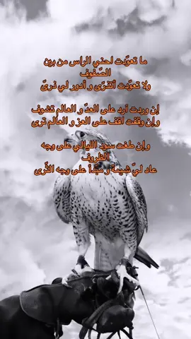 #explore #fyp #قصيد #ابيات #شعر 