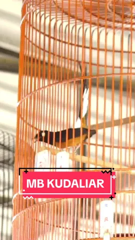 Dagdigdug seeerrr 😂 Bermain burung sujud resiko nya ya anjlok turun 🤪 #murai #viral #fyp #fypシ゚viral #sragen24jam #sragen #muraibatumedan #muraibatu #pastolprestasi #cinematic #viralvideo #cinematicburungmuraibatu #mediaburung #muraipastol #muraipastoleddiiiiiiannn #CapCut #muraisujud #fypシ 