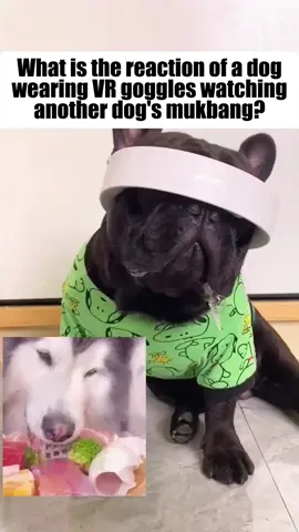 What’s the reaction of a dog wearing VR goggles watching another dog’s mukbang?#CapCut #frenchie #frenchbulldog #pets #frenchielovers #petlife #petlove #frenchiesoftiktok #cutedog #doglover #puppytiktok #dogmoment #dogs #fyp #foryourpage 