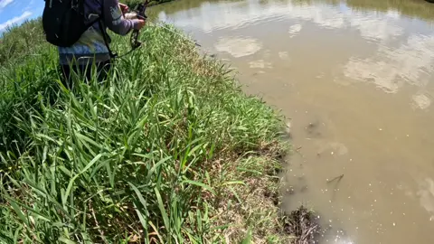 #foryou #foryoupage #fyp #nz #newzealand #outtheredoingit #viral #adventure #bowfishing #amsbowfishing #bowfish #carp 