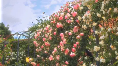Roses are beautiful and so are we. #fyp #rose #colorful #flowers #asthetic #bloom #Outdoors #beauty #trending #viral #foryou 