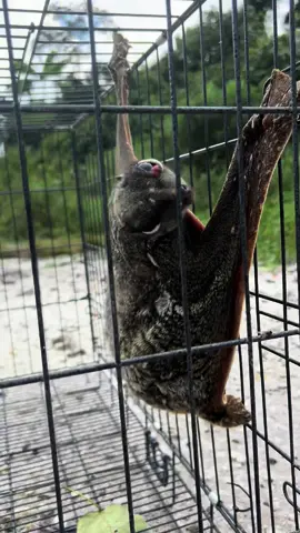 Pelepasan binatang langka,Pernahkah kalian lihat binatang seperti ini? #hewan #binatang #hewanlangka #binatanglangka #binatanganeh #fyppppppppppppppppppppppp  #fyp  #fyppppppppppppppppppppppp  #fypシ゚viral 