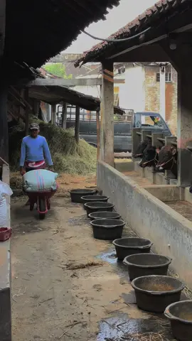 🐄🤠🤩 #sapiqurban2024 #sapilimousin #sapisimental #pengusahasapi #sunartofarmklaten #peternaksapimuda #peternaksapiindonesia🇲🇨 