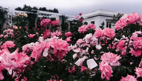 ស្នាមញញឹមក្នុងថ្ងៃនេះគឺអូនផ្តល់អោយ ♥️✨ #densuffer #preweddingsong 🎶