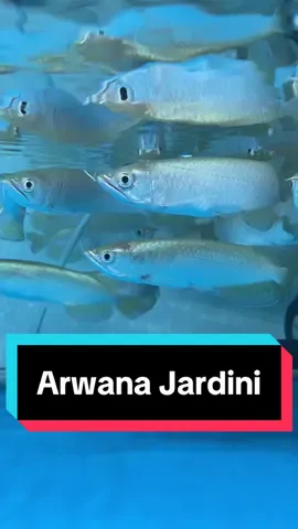 Arwana jardini 11-12cm #arwana #ikan #predator #fyppppppppppppppppppppppp #fyp #fypシ゚viral 