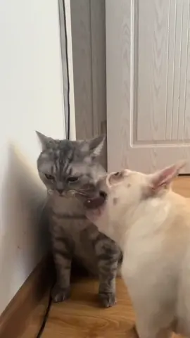 What else can do besides drooling over the dog's face#fyp #frenchbulldog #cat #cutepet #entertainment #humor #foryou #funny #funnyvideos #foryoupage #xh