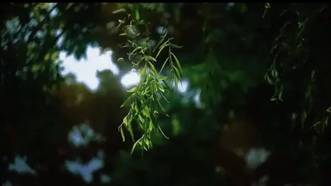 Những gì còn lại trên đời, không phải tiền bạc hay cái tên, mà là ký ức.. #felling #thiennhien #videotamtrang #canhchill #memory #chillvibes #phongcanhdep 