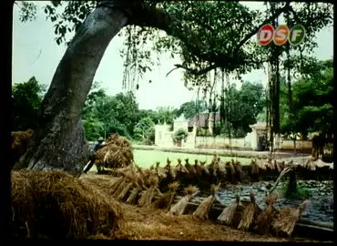 Nông thôn Việt Nam những năm...#vietnam #nongthonvietnam #nongnghiep #kiuctuoitho #langquevietnam 