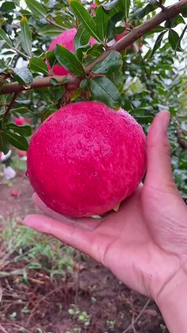 OMG 1 minute 😱 !! #asmr #fruit #fruits #usa #fyp #fypシ