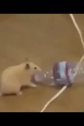 #memerato #clipspraedits #videoprameme #fundoliberado #memebr 