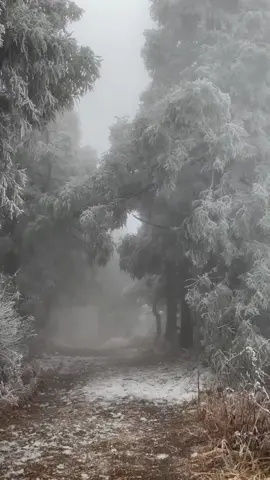 This weather……#snowy #snowaesthetic #snowyday #foggy #foggyday #foglights #fogaesthetic #wintersnow #clam #healingsystemscenery #forestcore #foggyforest #mist #mistyforest #rime #winterforest 