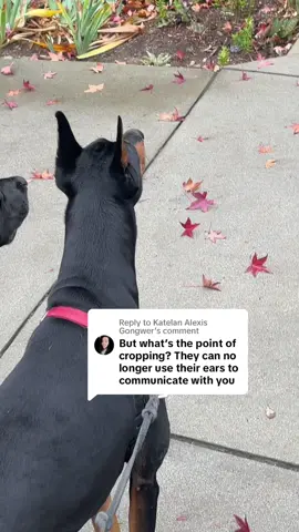 Replying to @Katelan Alexis Gongwer im not sure who told you this but shes expressive with her ears