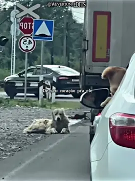 ❤️ #fy #cena #emocionante #fyp #animal #adoção #edit 