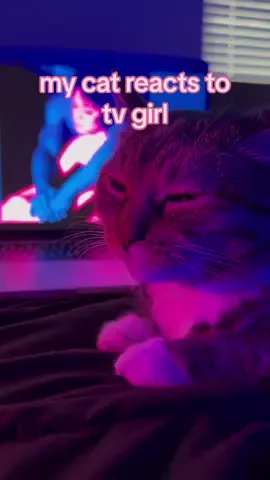 Replying to @Jay❤️  i really hope you guys love the effort we put on this one 💗 #tvgirl #notallowed #cats #pop #popmusic #whoreallycares #cat #catsoftiktok #fyp