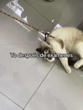 #fyp #parati #universidad #farmacologia #veterinaria 