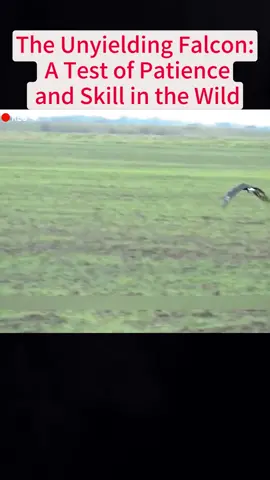 The Unyielding Falcon: A Test of Patience and Skill in the Wild #falcon #rabbit #animals #fyp #tiktok #animalsoftiktok #hungting 
