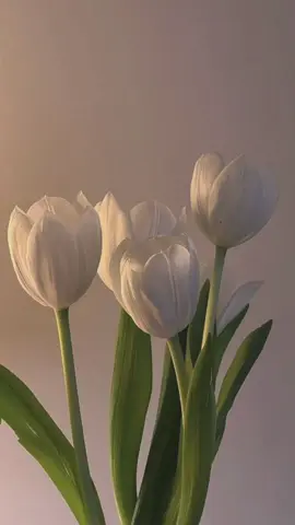 Tulip🌷🌷🌷 #tulip #tulipflowers🌷 #flowers  #bungakelahiran #aesthetic #fyp 