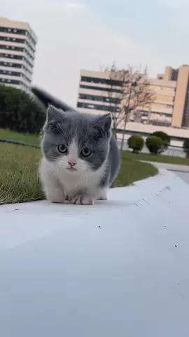 Beautiful cat #cutepets #catlover #viralvideo #foryoupageofficiall 