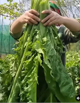 Hạt giống cải mèo tây bắc  Cải mèo tây bắc giống cải siêu to khổng lồ  Ăn bao ngon bao ngọt  Trồng được quanh năm 3 miền #hatgiong #caimeo #caimeotaybac #hatgiongcaimeo #hatgiongcaimeotaybac