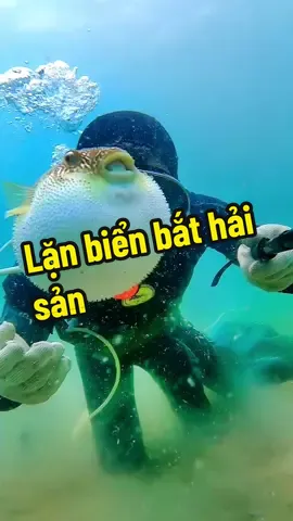 Lặn biển bắt hải sản #ductomo #đứctòmò #lanbien #bathaisan 