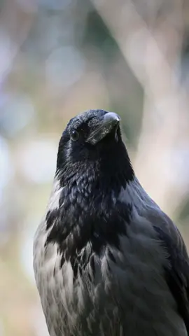 Hooded crow 🐦‍⬛  #crow #bird #video #wildlife 