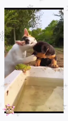 #funny #cuteanimals #pet #cat #dog 