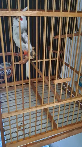 นกสดแต่คนไม่ว่างไดแข่ง (ไอด่างลายพราง)#นกกรงหัวจุกแฟนซี 