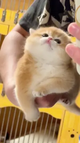 Chubby kitten😍😍#chubby #chubbycat #catslovers #catsoftiktok #cats #cutekitten #kitten #fyp 