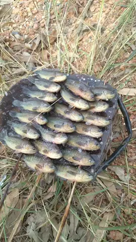 ปีใหม่นี้กลับบ้านมากินปิ้งปลาข้างหนองนำกัน