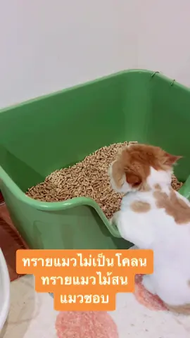 #ทรายแมวไม้สน  #ทรายแมวไม้สนkitfam #ทรายแมวราคาโครตถูก #ทรายแมวไม่เป็นโคลน #ทรายแมว6ลิตร 