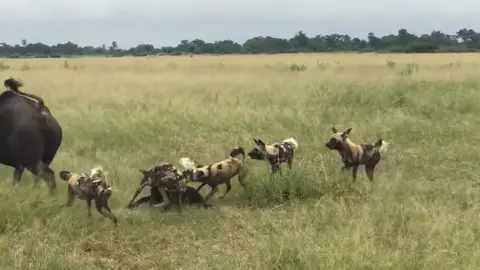 #wildanimals #wildlife #animalsoftiktok 