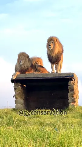 Nooo.. this isn’t what you think!! These 3 lion brothers were just playfully mock mounting each other. #SmokeysBoys Male lions engage in mock mounting as a way to establish dominance and strengthen their bond within the pride. It’s a form of social behavior that helps to maintain the hierarchy within the group. By engaging in this behavior, the lions are reaffirming their social standing and reinforcing the bonds that hold their pride together. It’s also a way for them to practice and display their strength and prowess without engaging in actual combat, thus reducing the risk of serious injury within the group. Nature never fails to have a reason for everything ❤️ 