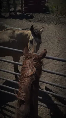#CapCut ##mywholeheart #rebelgirl #RockinA #Max #rebel #thiscomebackospersonal #selflove #selfmade #horsesoftiktok #AnyoneElseTiredOfTheDatingBullShit #sobadithurts #onthisday 