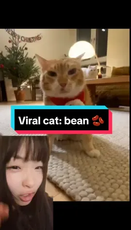 Super viral coconut cat : Bean Follow bean in xhs:三三猫儿 #cat #funnycat #cutecat #orangecat #orangecatbehavior #orangecatsoftiktok #catsoftiktok #meme #viralvideo 