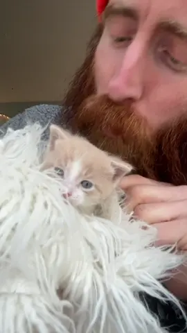 ASMR🐱Meet Roxie🐱 #asmr #fastandaggressiveasmr #lofiasmr #kitten #asmrtiktoks #asmrvideo #asmrcommunity #asmrsound #asmrcuteness #Love 
