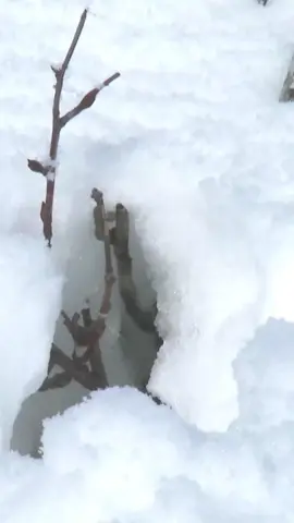 An influencer from northeast China’s Jilin Province shared an adorable scene: A white ferret poked its head out of a hole after heavy snow, looking around endearingly. Some Chinese social media users were astonished by its appearance, saying that it doesn't look black in the snow at all. #cute #lovely #adorable #animal #white  #ferret #OMG  #socute  #heavysnow  #appearance  #winter  #WildChina