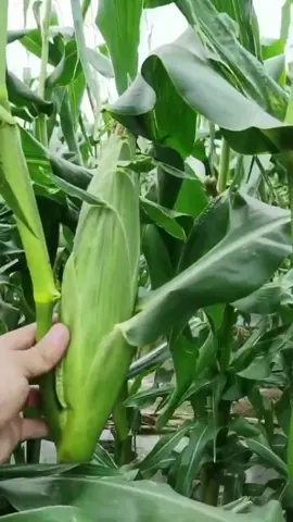 #jojomall8888 #tiktokshop Buy Bicolor Corn Seeds for Your Garden