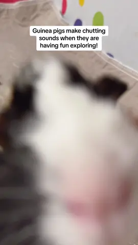 Guinea pigs are so vocal about how they feel! #guineapig #guineapigsound #guineapiglove #guineapigfacts #cavylove #guineapigsoftiktok #smallpets #babyguineapig #cuteguineapig 