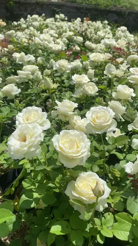 Mawar tanpa duri white avalance #mawar #dhflorist #dhflorist1 #mawartanpaduri #mawarpotong #mawarpotongmalang 