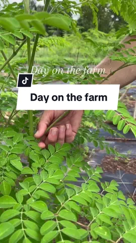 Catch a behind the scenes look at harvesting day on the farm! 🌱we harvest 3 times a week and can pull anywhere from 200 to 400 lbs of leaves 🤯 #healthyliving #healthylifestyle #dayinthelife #moringa #freshmoringa #farmtotable #farmtofork #behindthescenes