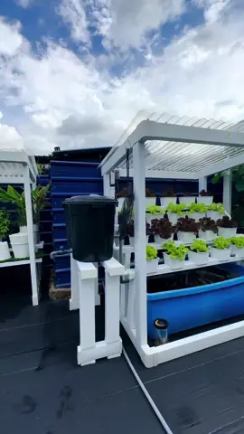 Alhamdulillah. Ikan sihat tanaman pun sihat. 🥰#hidroponik #hydroponics #hidroponikpemula #hidroponikmudah #hidroponikmurah #hidroponiksederhana #hidroponikrumahan #hidroponiksayuran #hidroponikcantik#akuaponik #fyp 