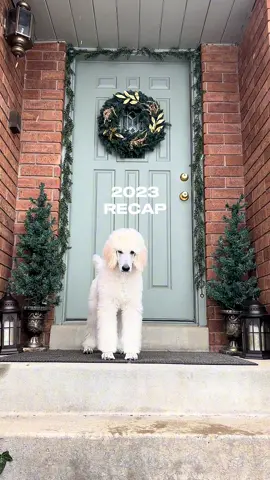 #standardpoodle #2023