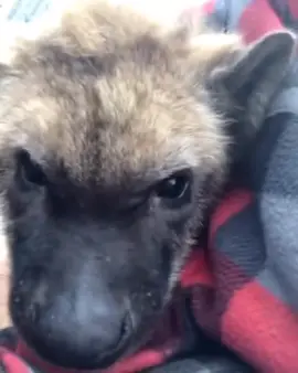 hyena pup being the sweetest baby ever #spottedhyena #aww #cute #puppylove #hyena #hyenas #hyenalaugh #hyenafursuit #hyenafurry #zoo #wildlife #animals #pup #cute 