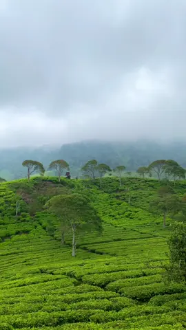 Vibes Perkebunan Teh Rancabali Ciwidey✨ #exploreciwidey #kebunteh #rancabali #ciwidey #ciwideybandung #healing #fyp 