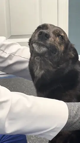 The sweetest patient! #drtom #veterinariansoftiktok #veterinarian #fyp #foryou #dogsoftiktok #dog #Love #patienceformypatients @Clove Shoes 