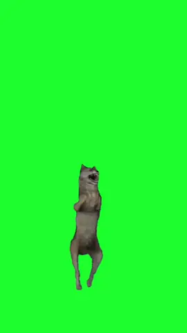 Dancing Wolf #Meme #MemeCut #CapCut #dancingwolf #Wolf 