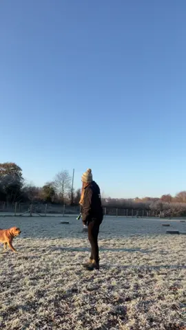 MERRY XMAS EVERYONE!! have a great few days and make as many memories as possible. #doglover #dogwalker #typ #fyp #christmas #merrychristmas #frostythesnowman #frostywalks #christmasdancing #tinyspawsandclaws 