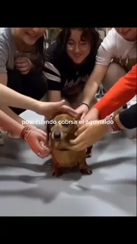 IG: d_a_c_o_99 #perro #perrosalchicha #grupodeamigas #fyp 